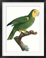 Framed Parrot of the Tropics IV