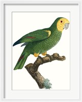 Framed Parrot of the Tropics IV