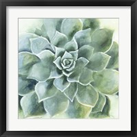 Framed 'Verdant Succulent II' border=