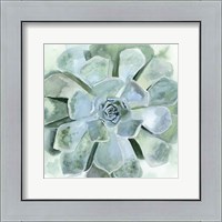 Framed Verdant Succulent III