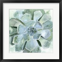 Framed Verdant Succulent III