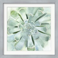 Framed Verdant Succulent IV