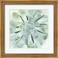 Framed Verdant Succulent IV