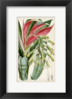 Framed Tropical Gems III