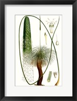 Curtis Palms V Framed Print