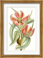 Framed Curtis Tulips I
