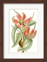 Framed Curtis Tulips I