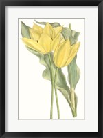 Framed Curtis Tulips II