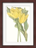Framed Curtis Tulips II
