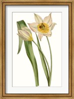 Framed Curtis Tulips III