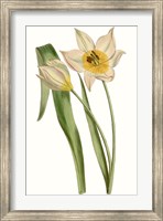 Framed Curtis Tulips III