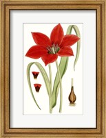 Framed Curtis Tulips IV