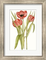 Framed Curtis Tulips VII