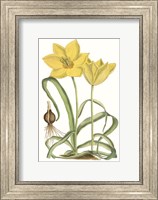 Framed Curtis Tulips VIII