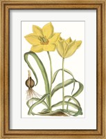 Framed Curtis Tulips VIII
