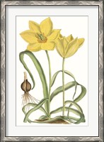 Framed Curtis Tulips VIII
