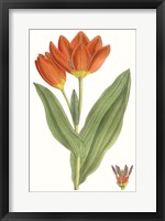 Framed Curtis Tulips IX