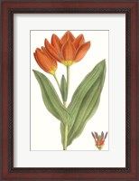 Framed Curtis Tulips IX