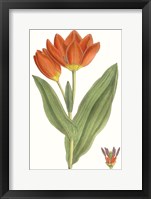 Framed Curtis Tulips IX