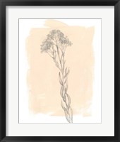 Branch on Blush I Framed Print