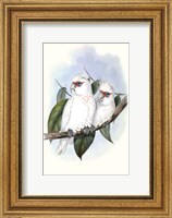 Framed Pastel Parrots IV