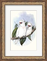 Framed Pastel Parrots IV