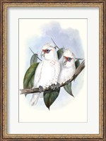 Framed Pastel Parrots IV