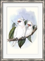 Framed Pastel Parrots IV