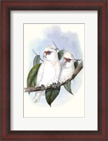 Framed Pastel Parrots IV