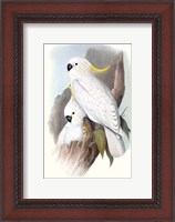 Framed Pastel Parrots V