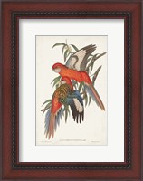 Framed Tropical Parrots I