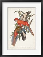 Framed Tropical Parrots I