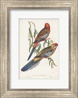 Framed Tropical Parrots II