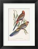 Framed Tropical Parrots II