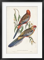 Framed Tropical Parrots II