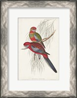 Framed Tropical Parrots III