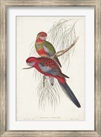 Framed Tropical Parrots III