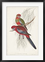 Framed Tropical Parrots III