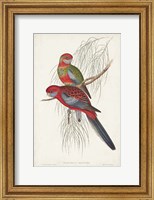 Framed Tropical Parrots III