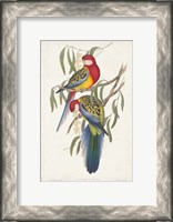 Framed Tropical Parrots IV