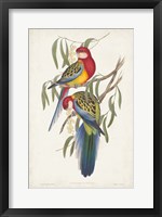 Framed Tropical Parrots IV