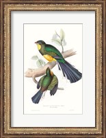 Framed Tropical Trogons I