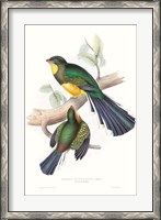 Framed Tropical Trogons I