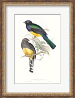 Framed Tropical Trogons II