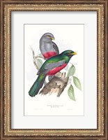 Framed Tropical Trogons III