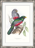 Framed Tropical Trogons III