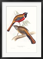 Framed Tropical Trogons IV