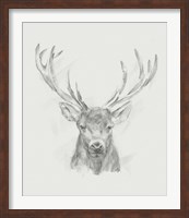 Framed Contemporary Elk Sketch II