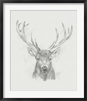 Framed Contemporary Elk Sketch II