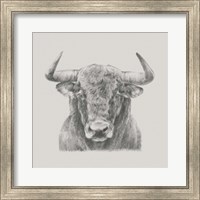 Framed Black & White Bull